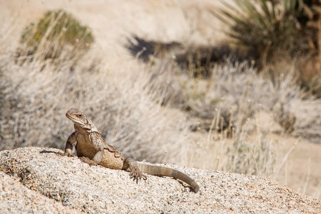 Chuckwalla: The Desert's Gentle Giant (Image Credits: Unsplash)