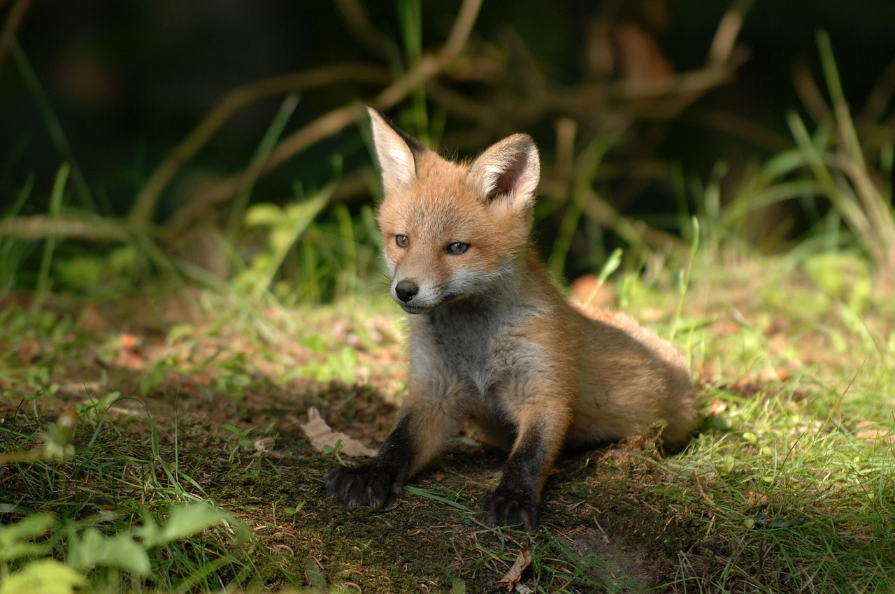 Kit Fox: The Night Hunter (Image Credits: Pixabay)