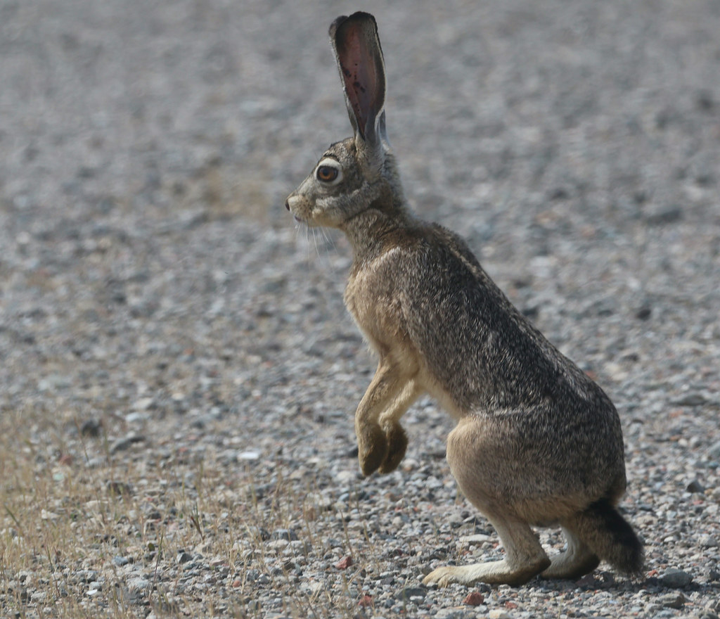 Black-tailed Jackrabbit: The Desert Speedster (Image Credits: Flickr)