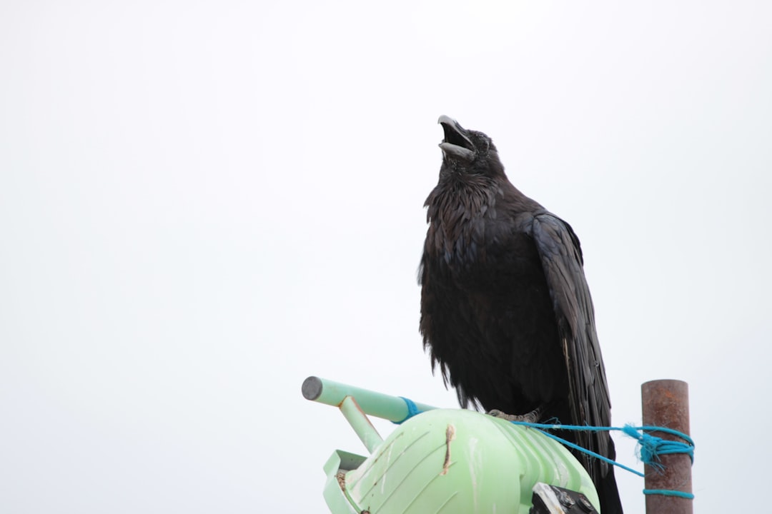 Ravens: The Desert's Problem Solvers (Image Credits: Unsplash)