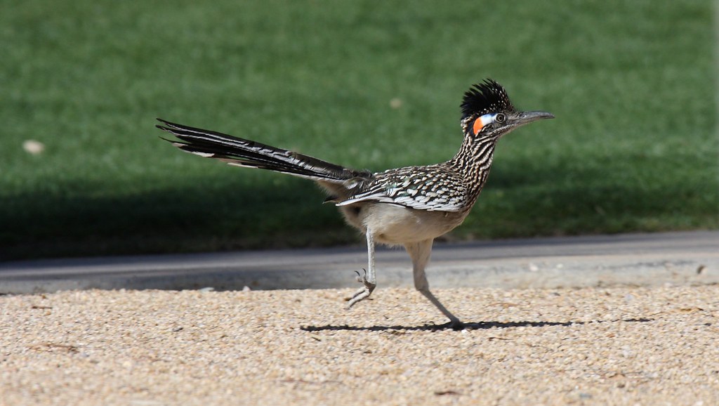 Greater Roadrunner: The Fearless Sprinter (Image Credits: Flickr)