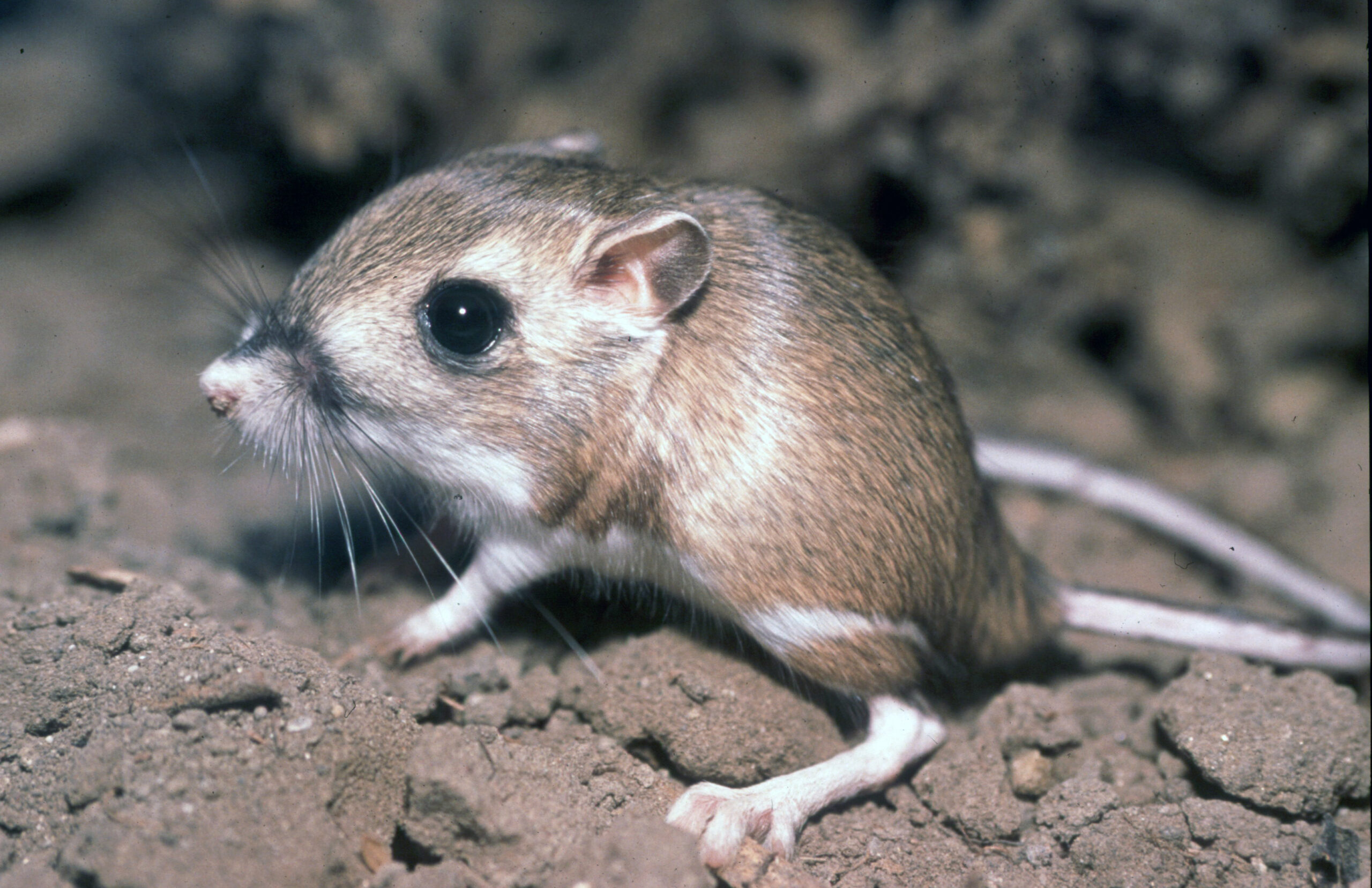 Kangaroo Rat: The Water-Free Survivor (Image Credits: Wikimedia)