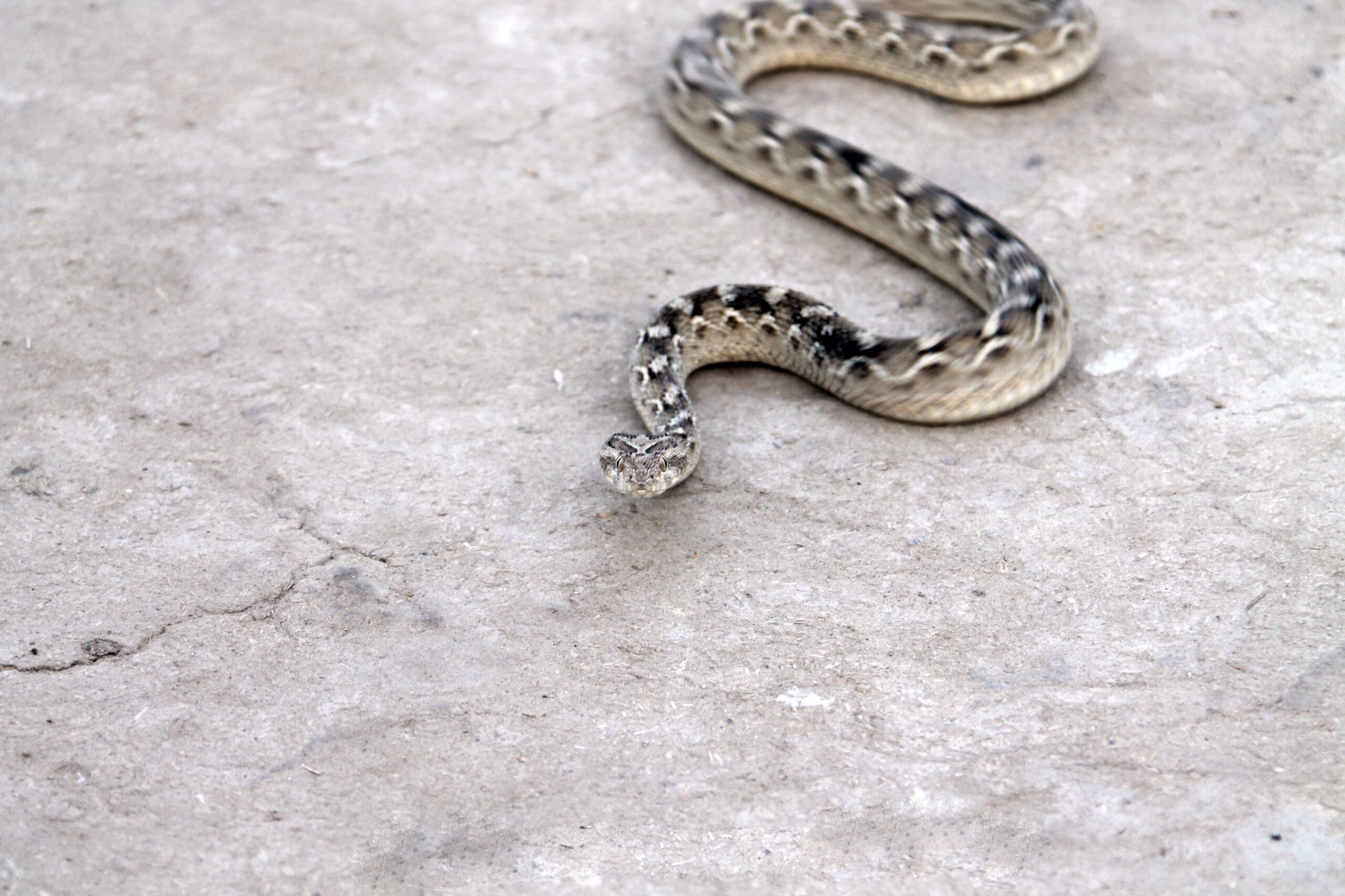 Speckled Rattlesnake: The Camouflaged Predator (Image Credits: Wikimedia)