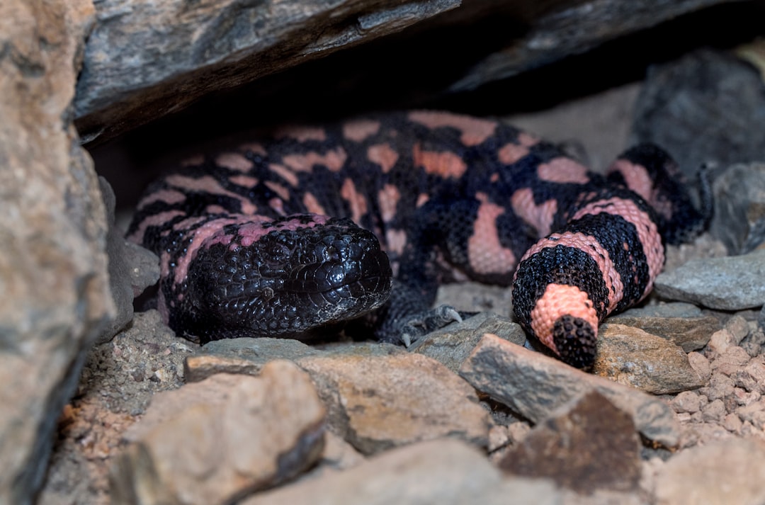 Gila Monster: The Secretive Venomous Lizard (Image Credits: Unsplash)
