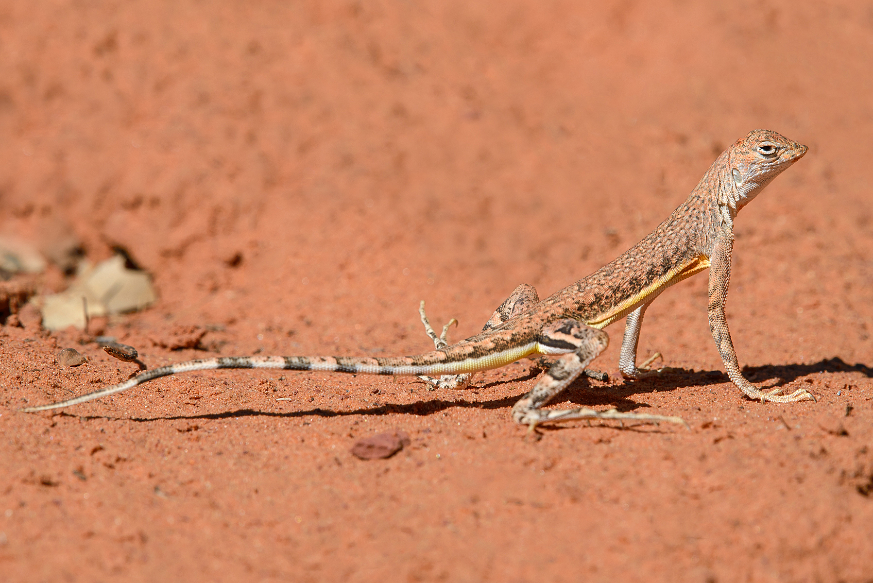 Zebra-tailed Lizard: The Desert Showman (Image Credits: Wikimedia)