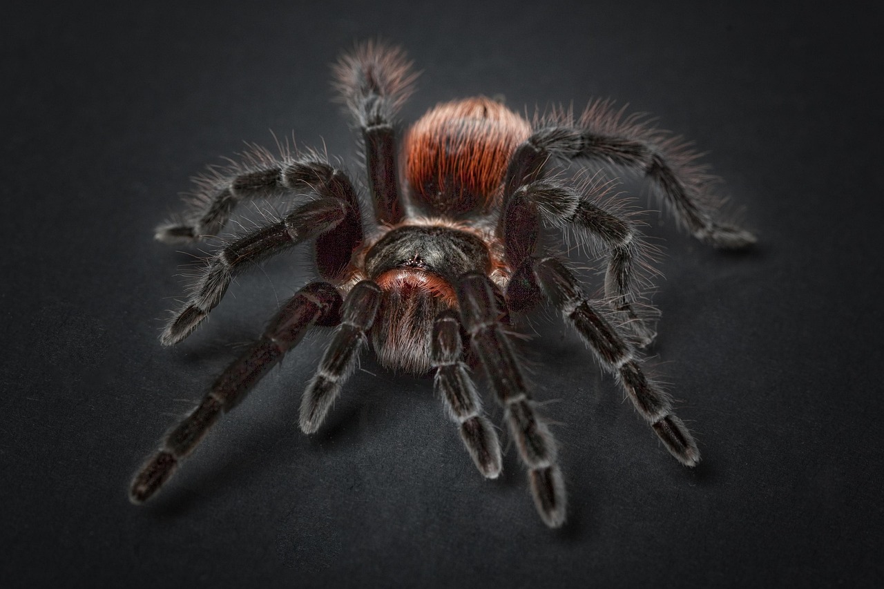 Desert Tarantula: The Misunderstood Giant (Image Credits: Pixabay)