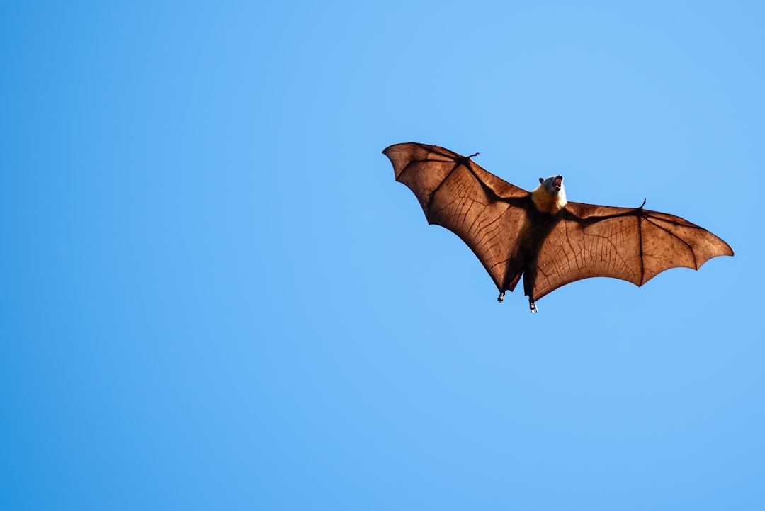 Pallid Bat: The Ground-hunting Flyer (Image Credits: Unsplash)