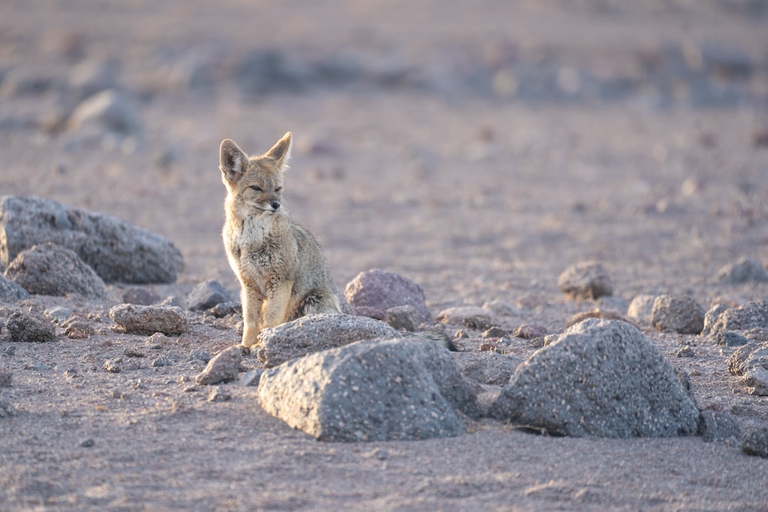 Conclusion: A Living Testament to Desert Resilience (Image Credits: Unsplash)
