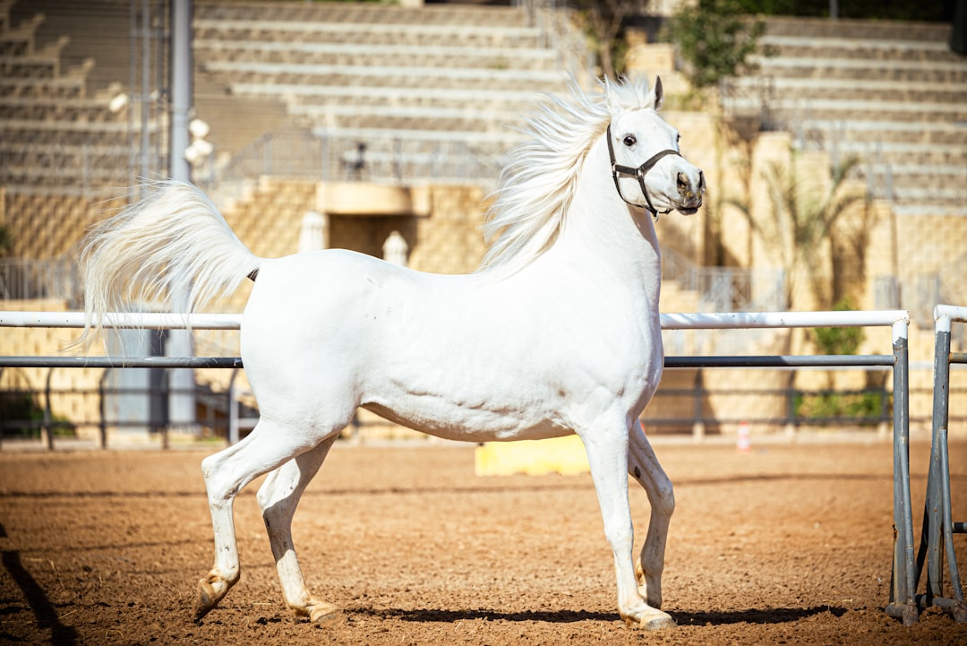 Aries: The Fiery Thoroughbred (Image Credits: Unsplash)