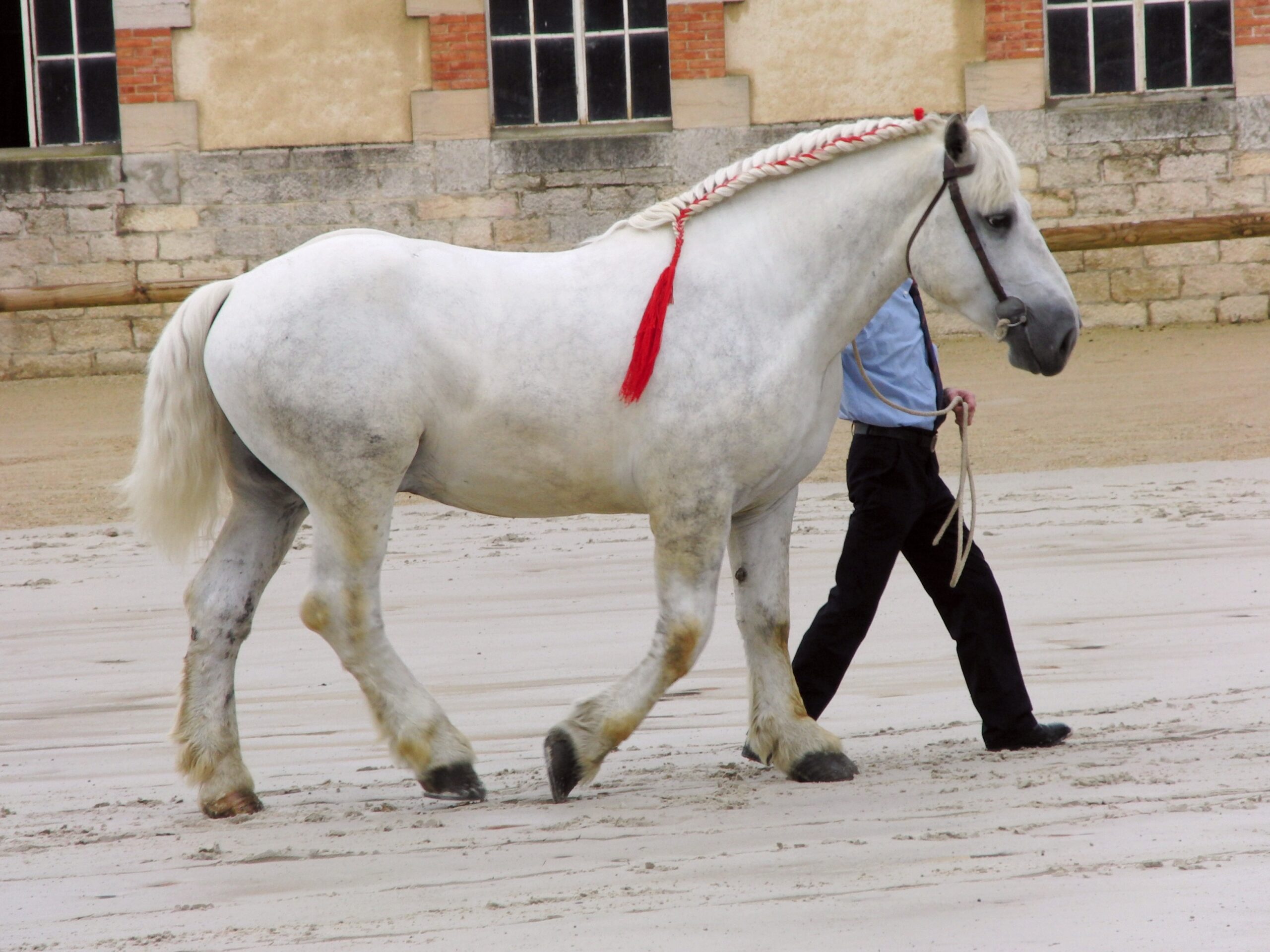 Taurus: The Steadfast Percheron (Image Credits: Wikimedia)