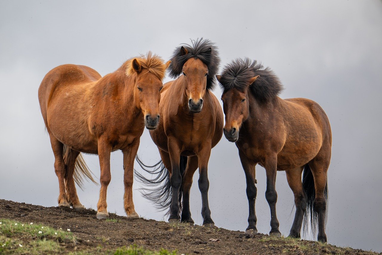 Cancer: The Nurturing Icelandic Horse (Image Credits: Pixabay)