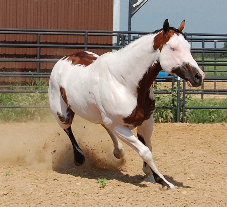 Virgo: The Dependable Quarter Horse (Image Credits: Flickr)