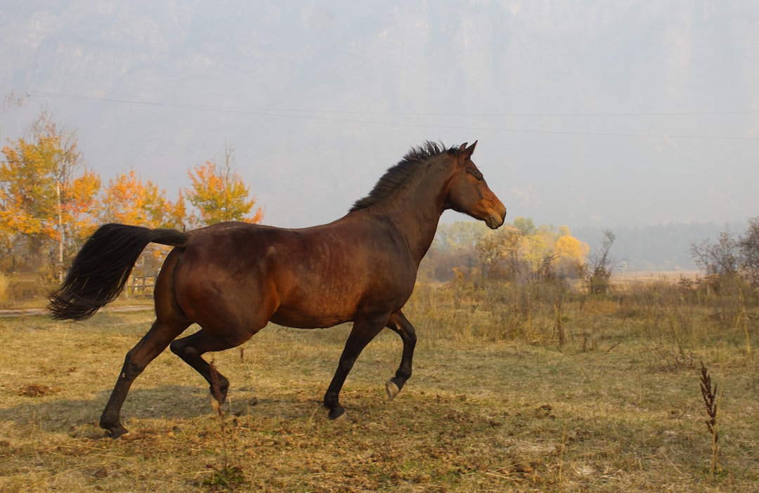 Sagittarius: The Adventurous Morgan (Image Credits: Unsplash)