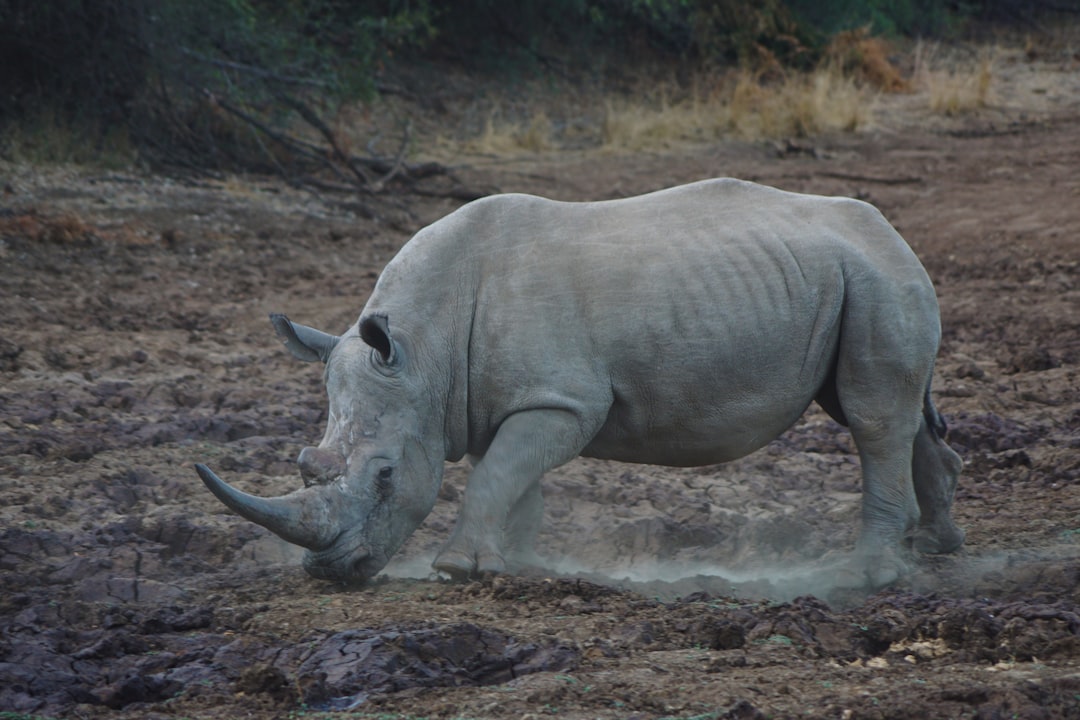 Northern White Rhinoceros: The World's Most Critically Endangered Mammal (Image Credits: Unsplash)