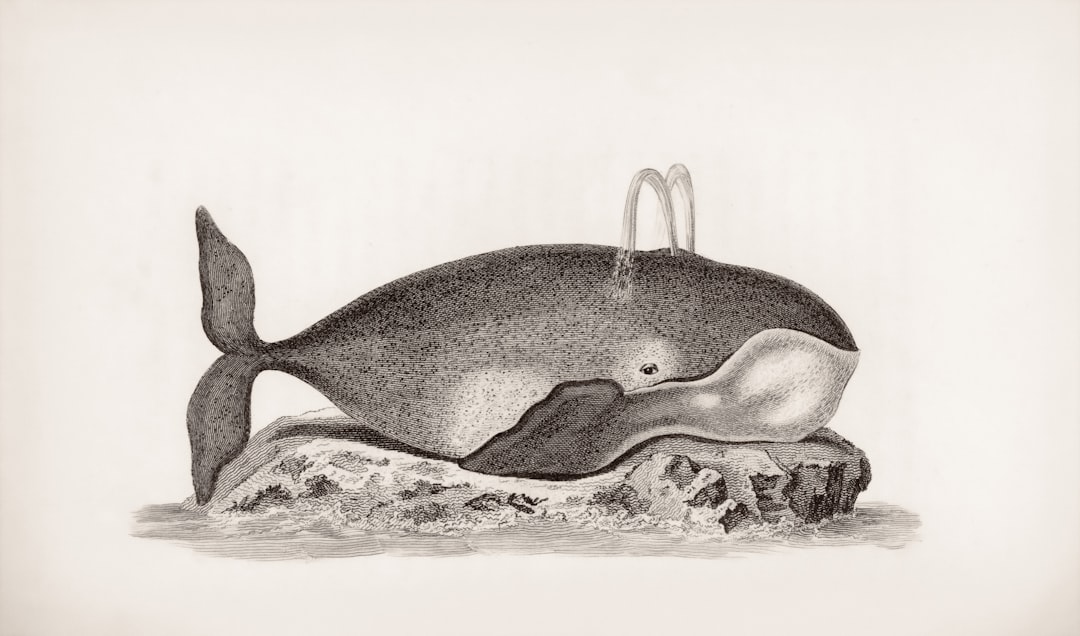 Vaquita: The Ocean's Tiny Vanishing Porpoise (Image Credits: Unsplash)