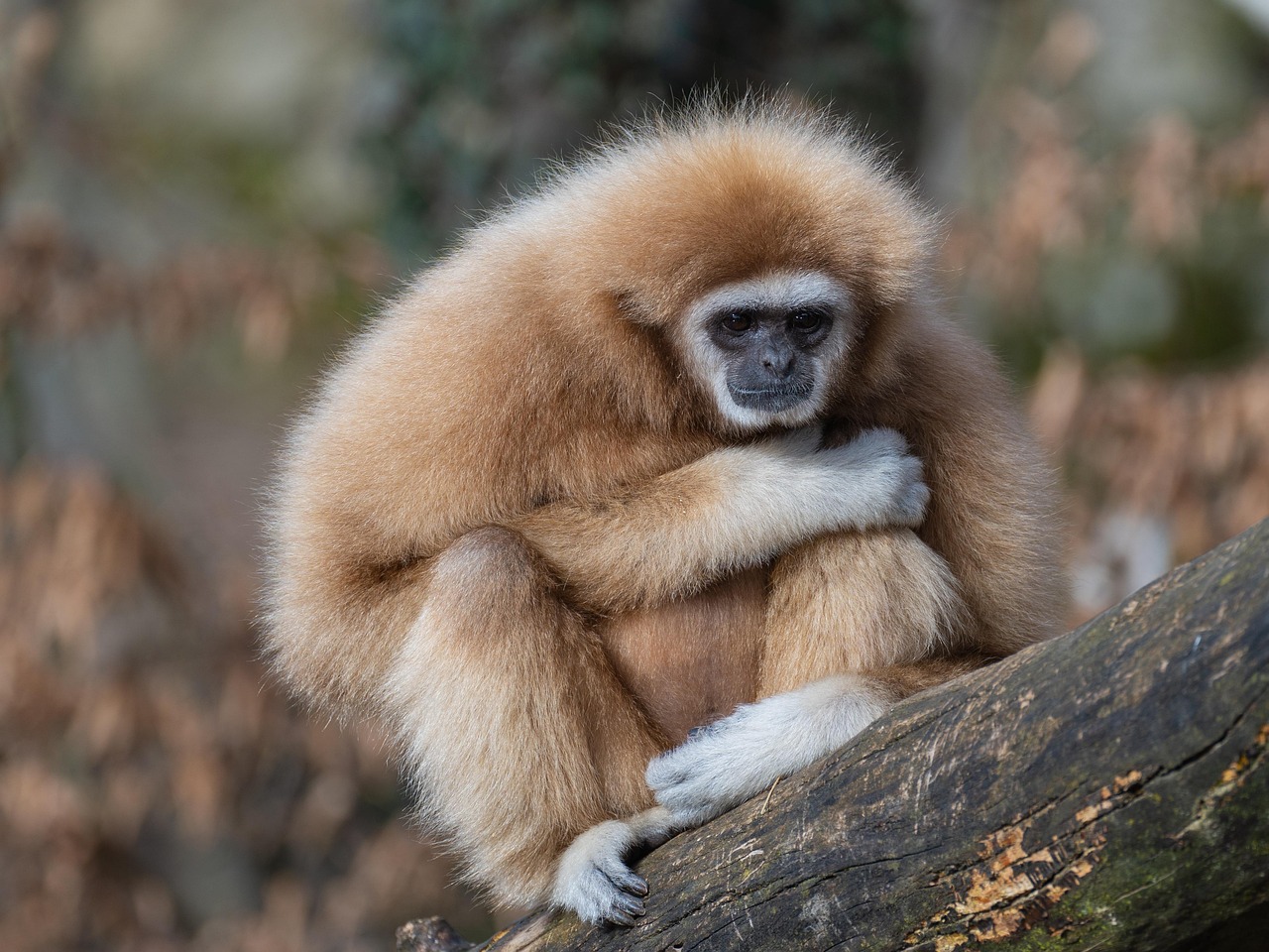 Hainan Gibbon: The World's Rarest Primate (Image Credits: Pixabay)