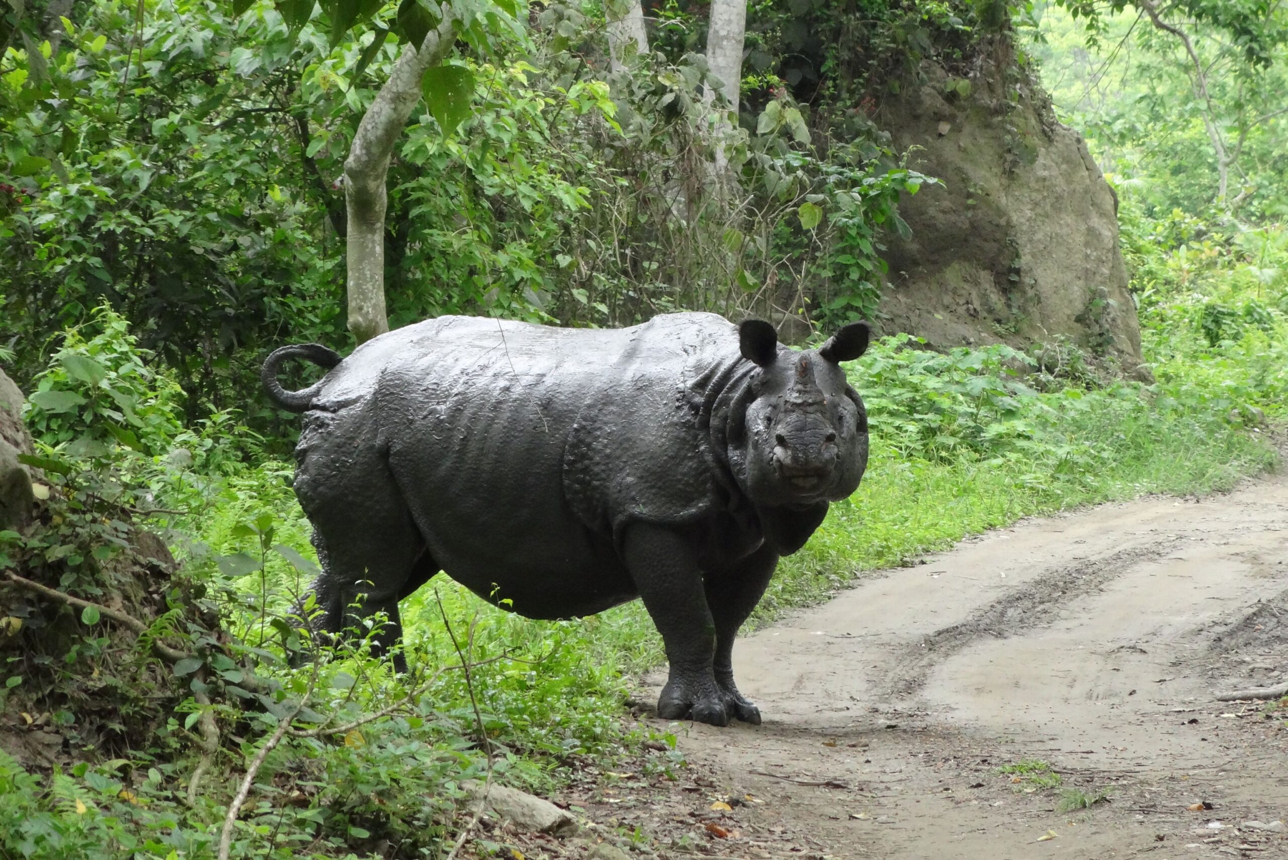 Sumatran Rhinoceros: Fewer Than 50 Left (Image Credits: Wikimedia)
