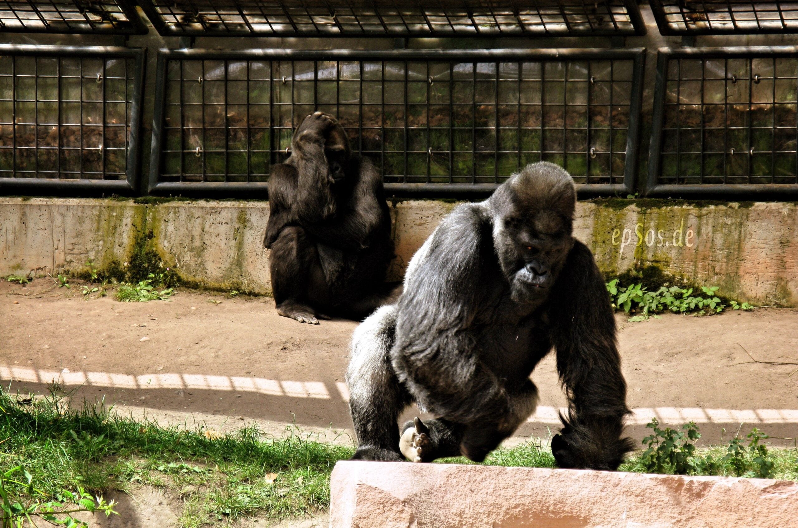 Cross River Gorilla: Africa's Rarest Great Ape (Image Credits: Wikimedia)