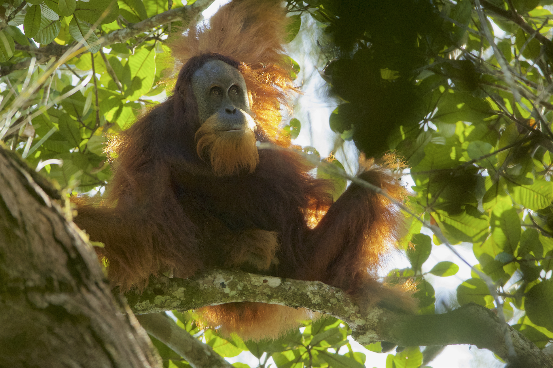 Tapanuli Orangutan: The Most Endangered Great Ape (Image Credits: Wikimedia)