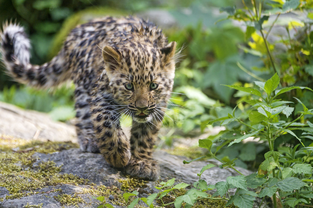 Amur Leopard: The World's Rarest Big Cat (Image Credits: Flickr)