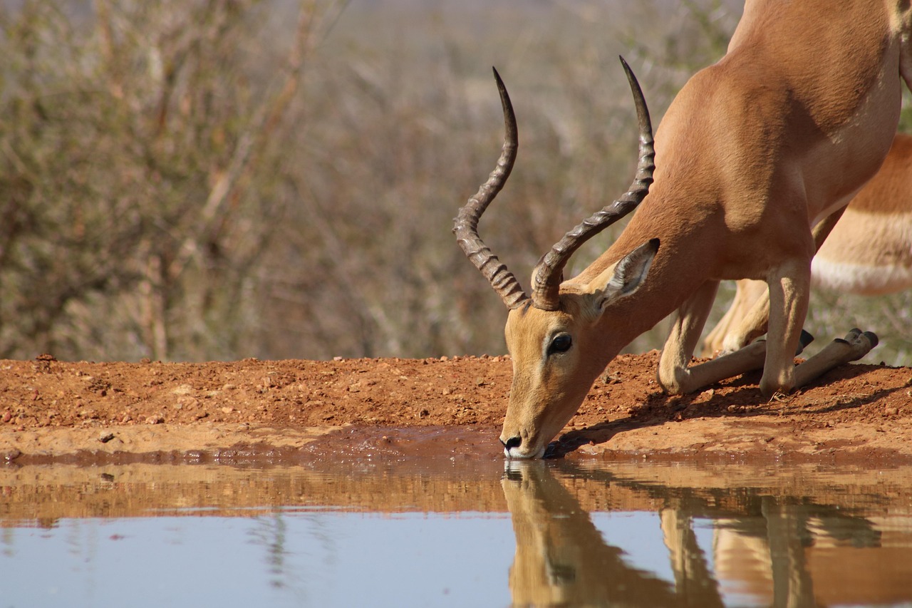 Saola: Asia's Mysterious 