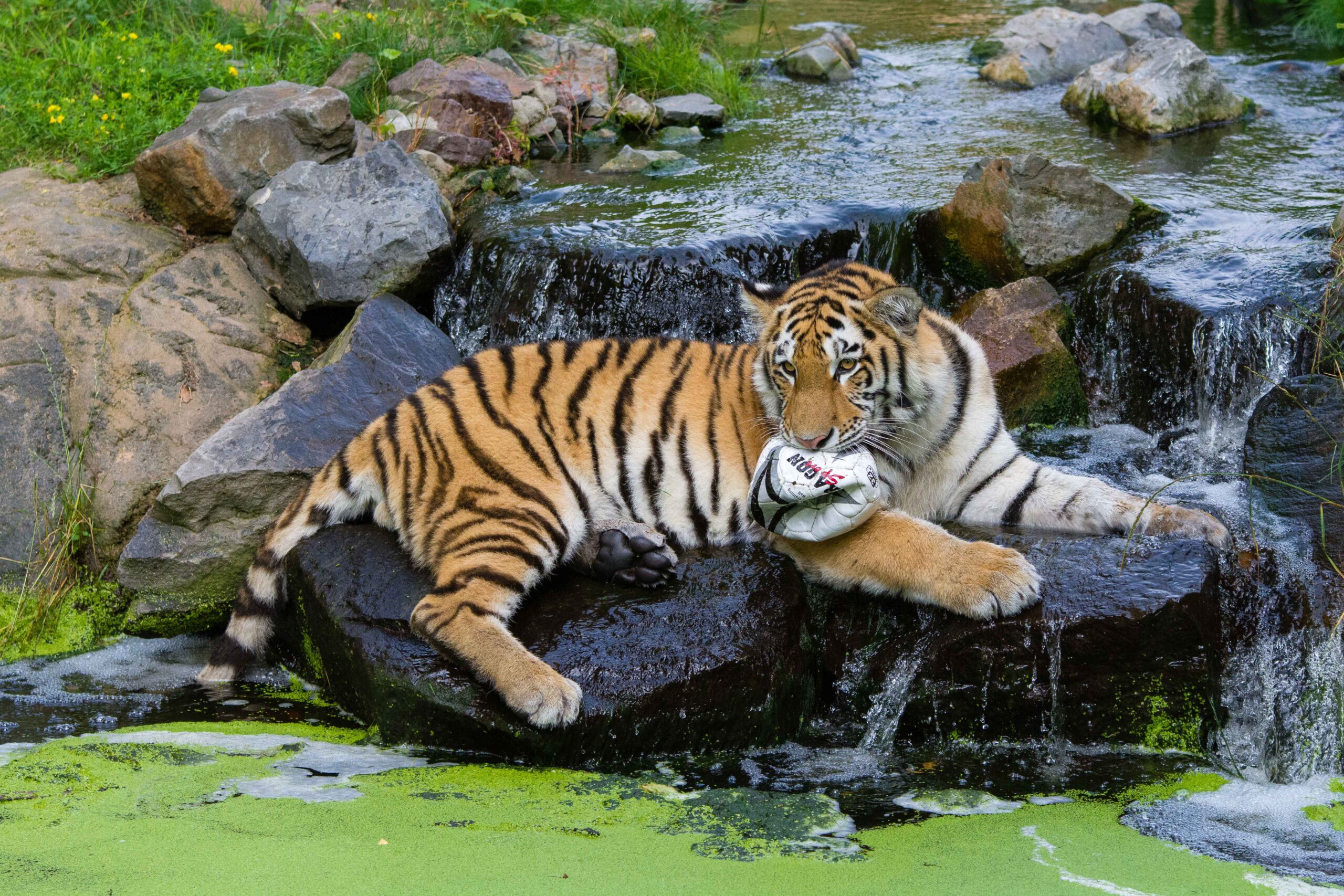 South China Tiger: Possibly Extinct in the Wild (Image Credits: Wikimedia)