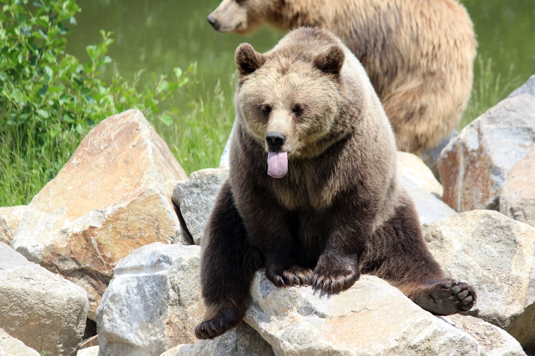 The Gentle Giants: Rock Fans as Bears (Image Credits: Unsplash)
