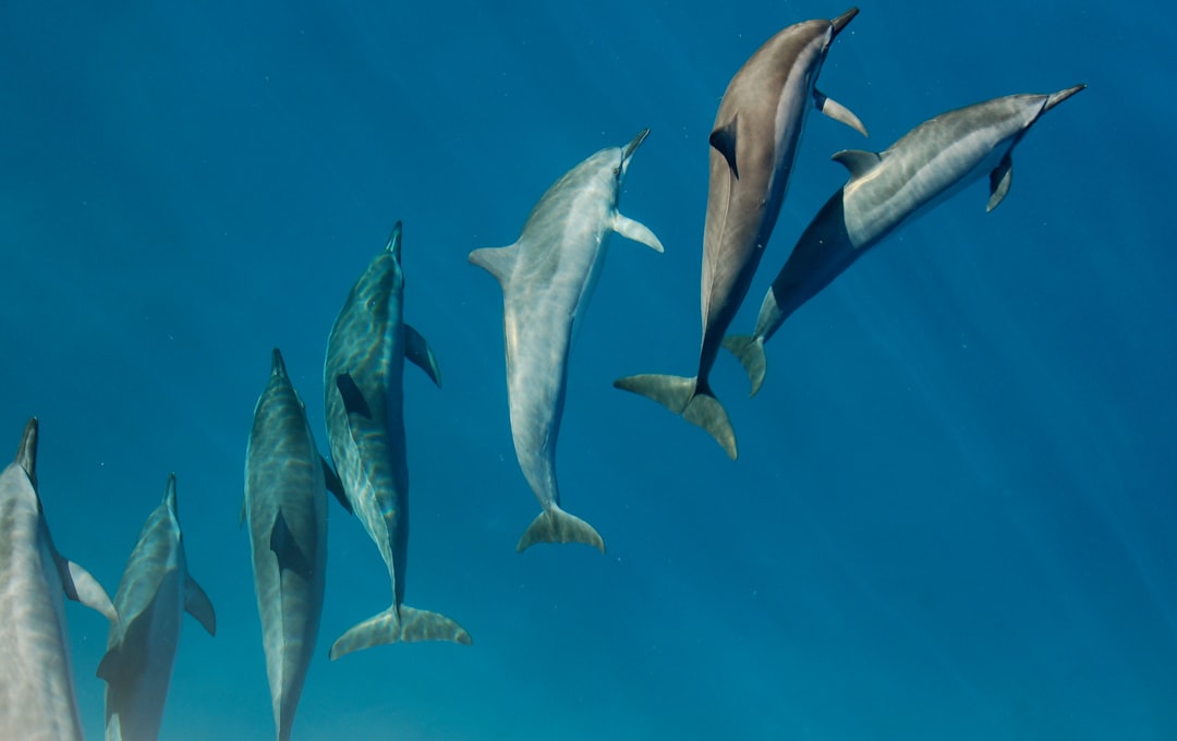 The Creative Dolphins: Jazz Lovers in Their Element (Image Credits: Unsplash)
