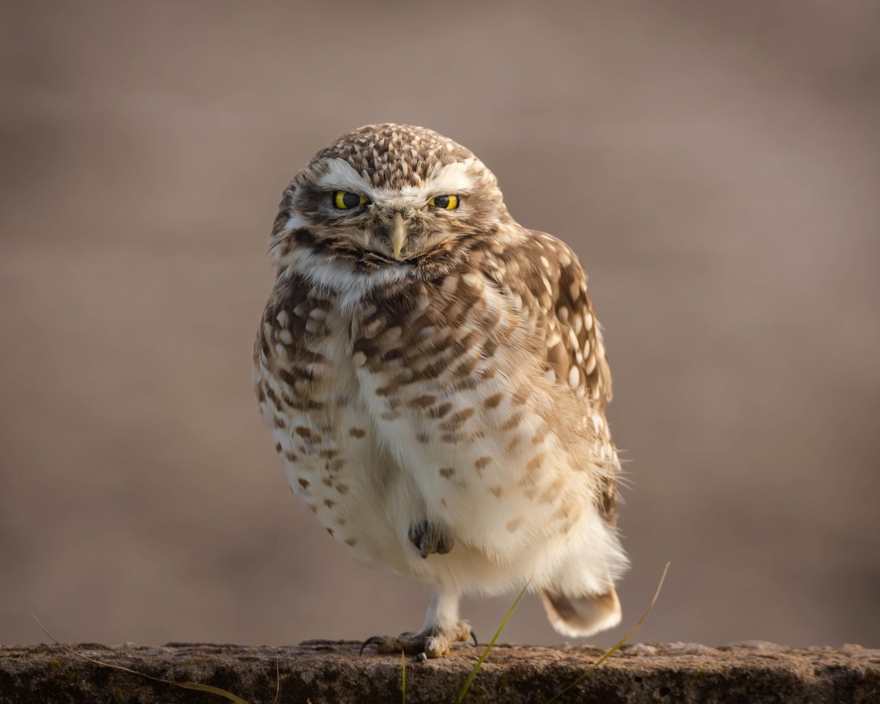 The Introspective Owls: Rock's Hidden Depths (Image Credits: Pixabay)