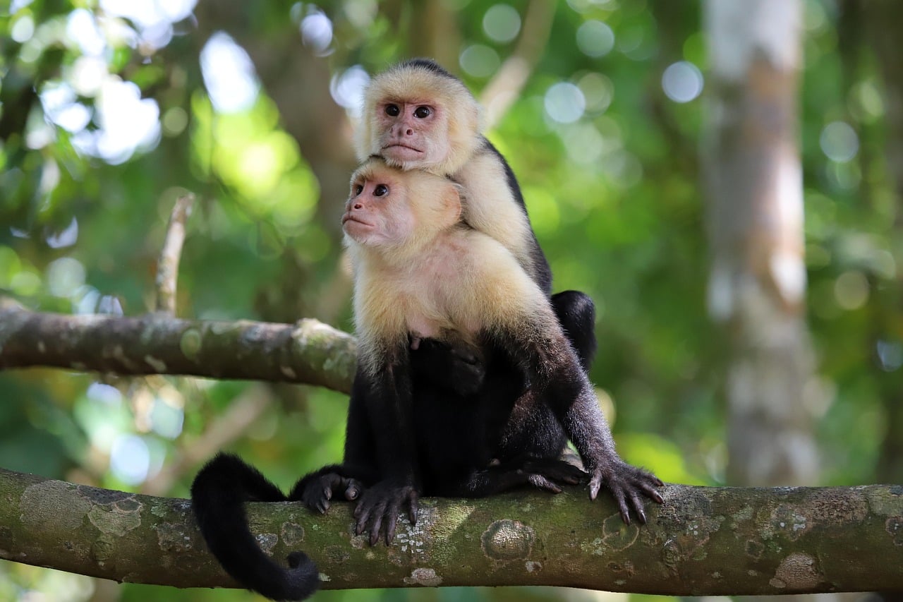 The Social Butterflies: Jazz as Playful Primates (Image Credits: Pixabay)