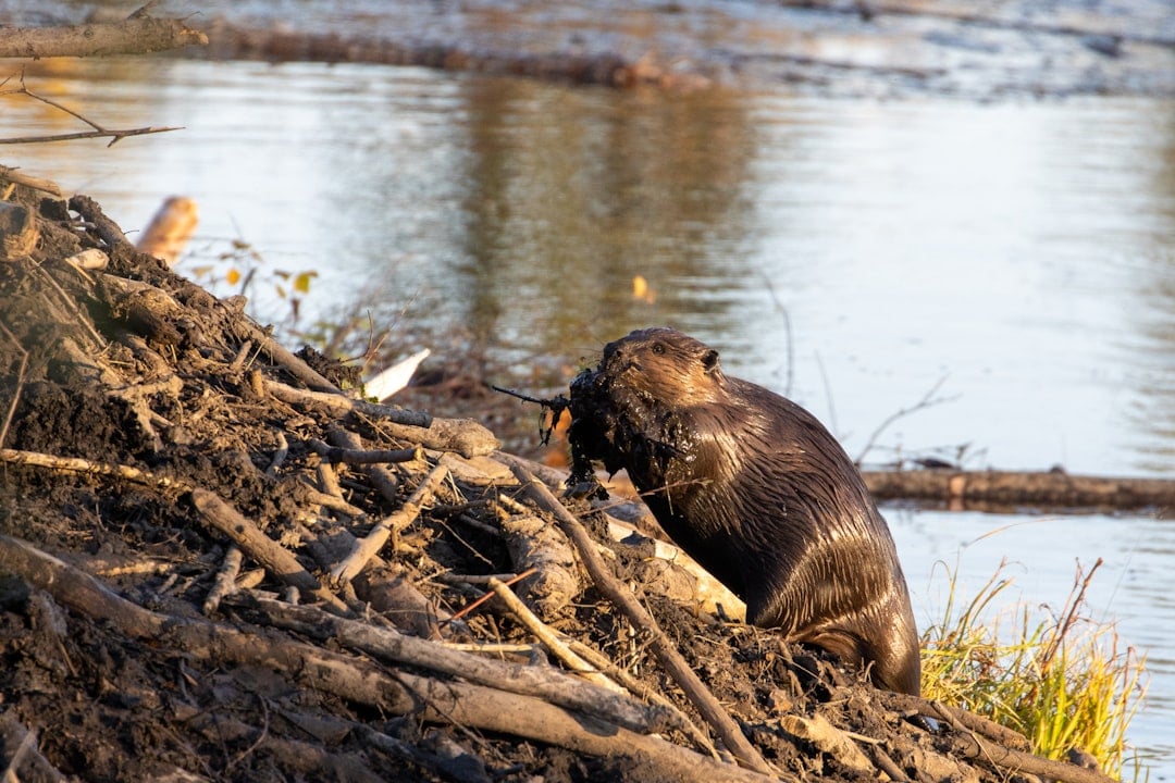 The Methodical Beavers: Rock's Structured Approach (Image Credits: Unsplash)