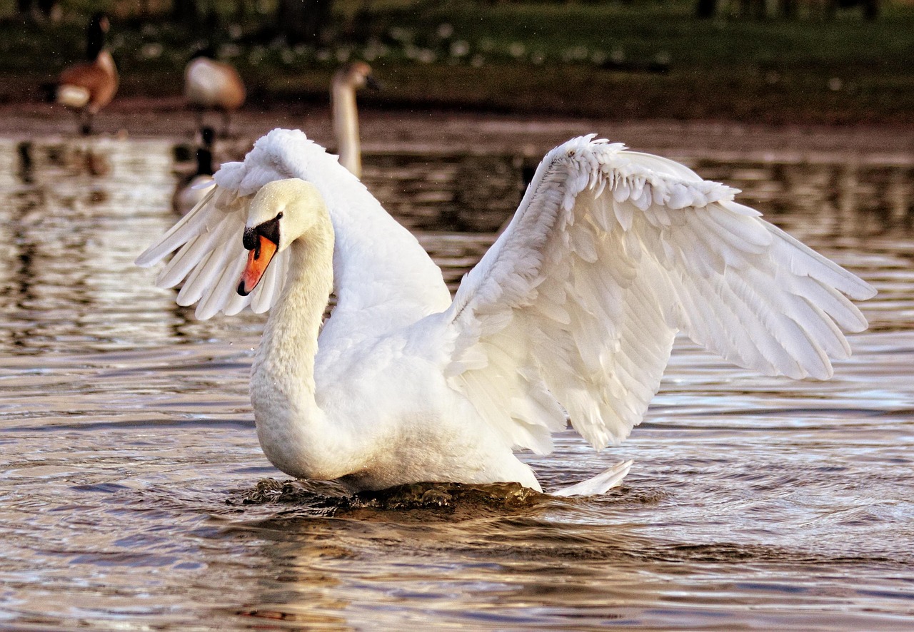 The Elegant Swans: Jazz's Sophisticated Grace (Image Credits: Pixabay)