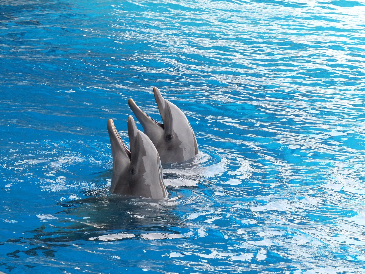 2. Dolphins Playing with Toxic Pufferfish to Get High (Image Credits: Pixabay)