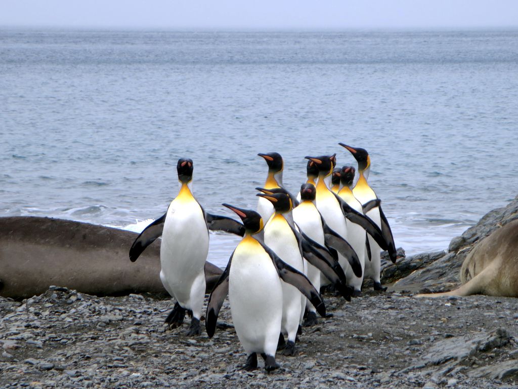 3. Emperor Penguins Running Secret Dance Clubs (Image Credits: Flickr)