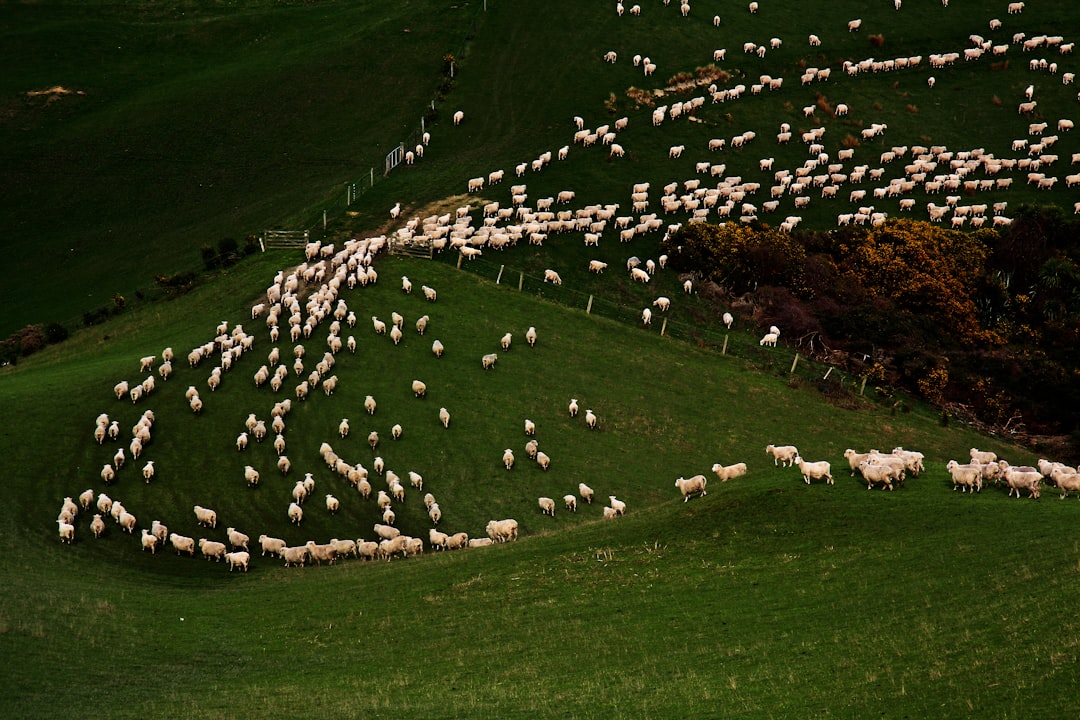 6. Sheep Forming Perfect Geometric Circles for No Apparent Reason (Image Credits: Unsplash)