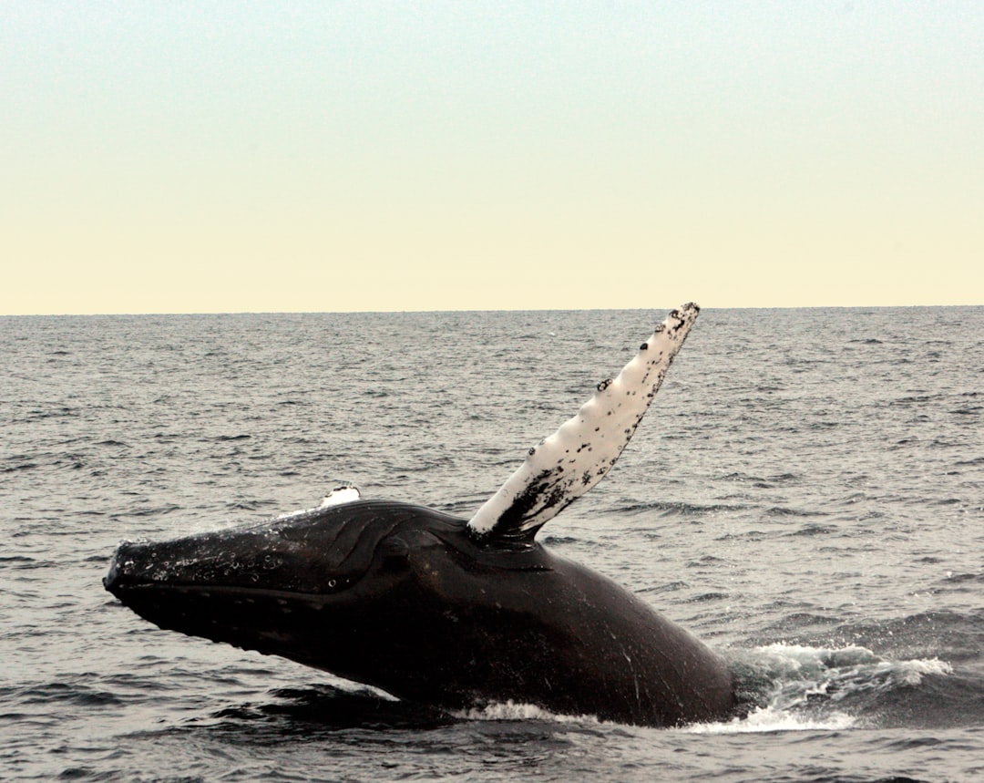 7. Humpback Whales Running Underwater Fish Restaurants (Image Credits: Unsplash)