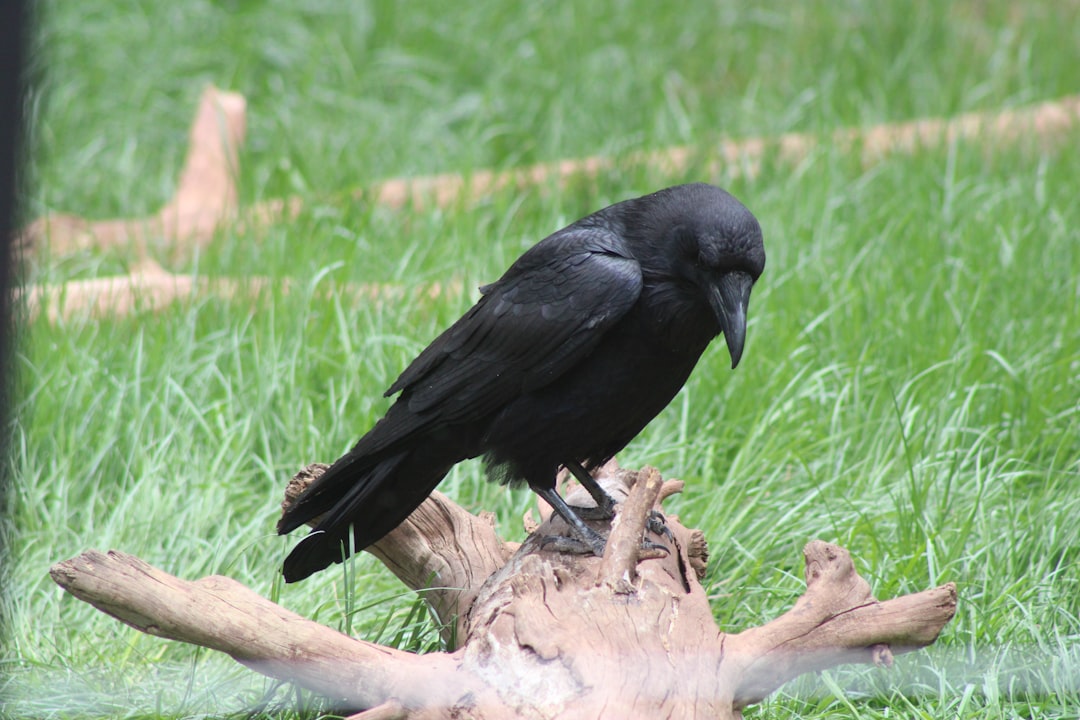 8. Crows Operating a Gift Exchange Economy (Image Credits: Unsplash)