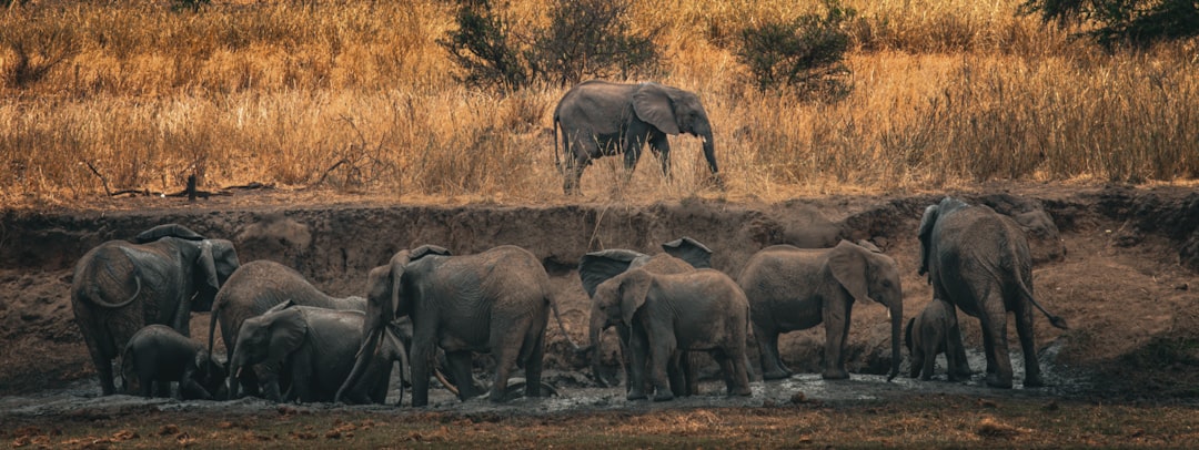 9. Elephants Conducting Funeral Services (Image Credits: Unsplash)
