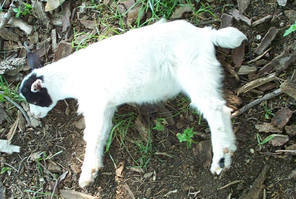 The Genetic Mystery Behind the Fall (Image Credits: Wikimedia)