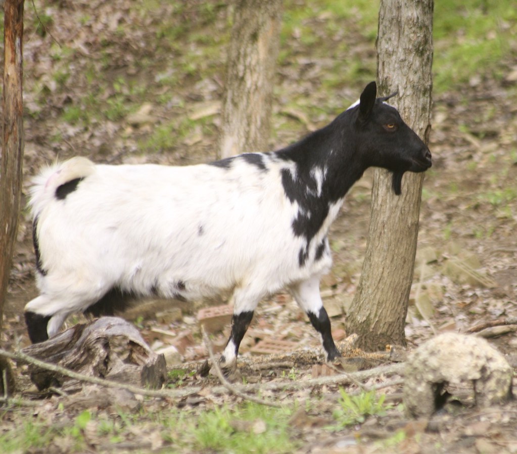 Inheritance Patterns and Breeding Science (Image Credits: Flickr)