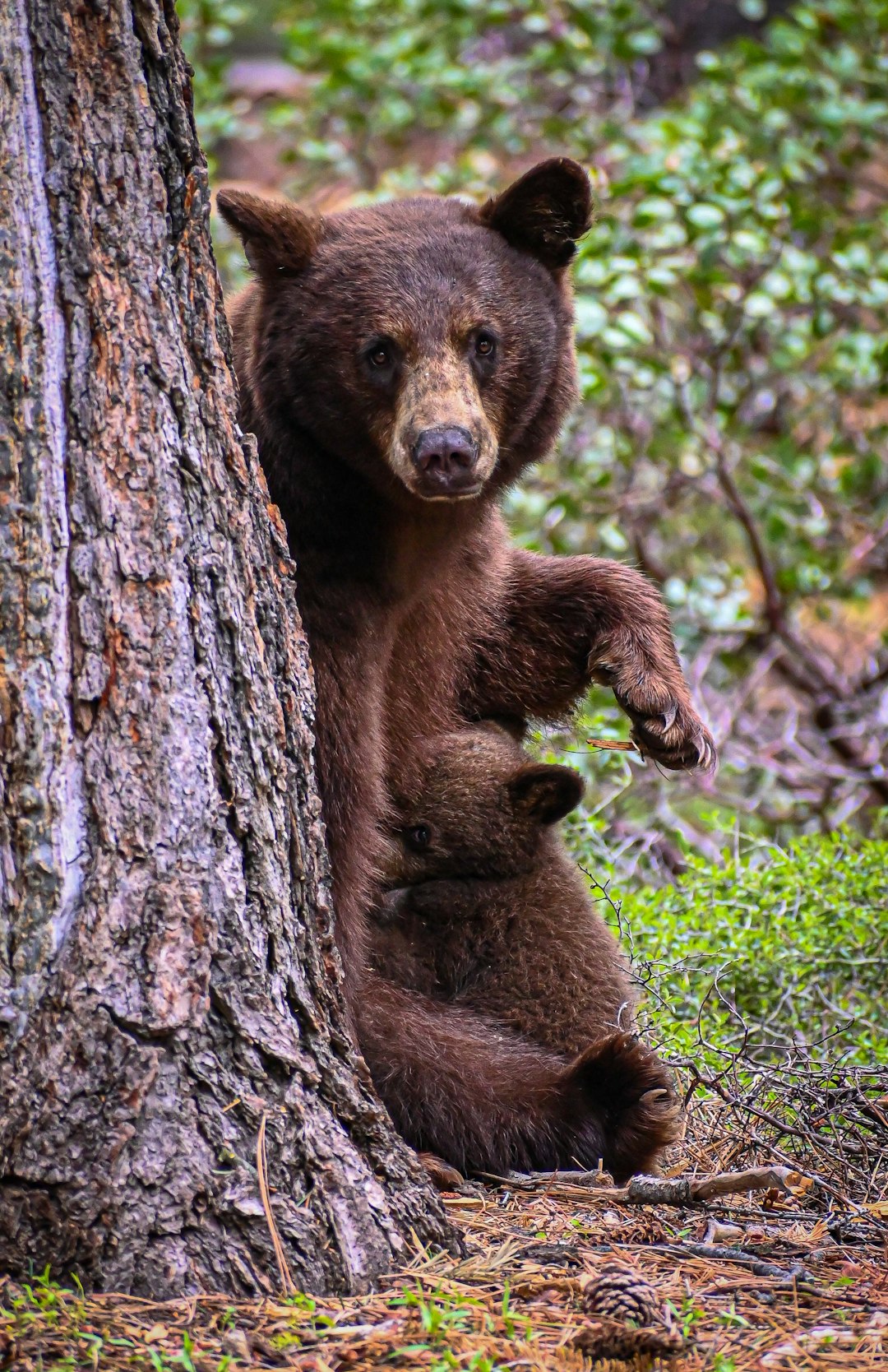 The Steady Bear: Nature's 9-to-5er (Image Credits: Unsplash)