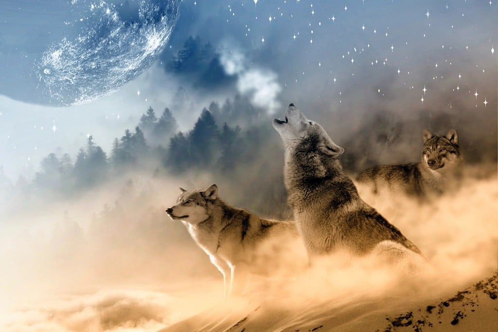 The Night Owl Wolf: Moonlight Maestros (Image Credits: Rawpixel)
