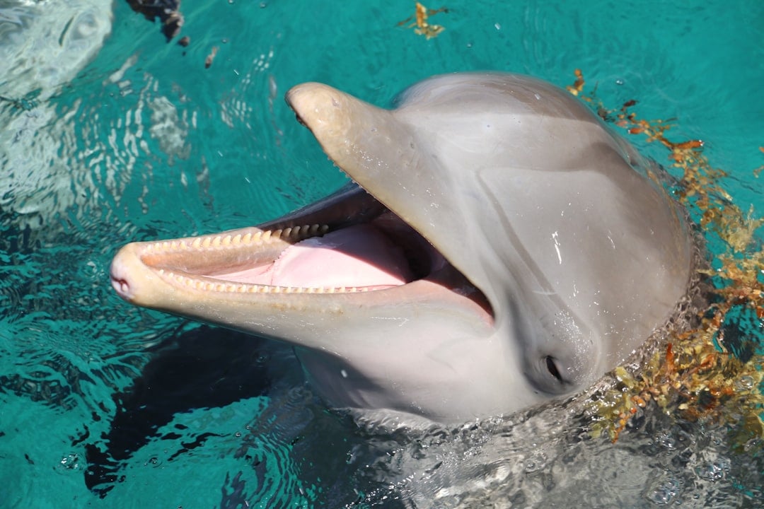 The Restless Dolphin: Light Sleep Specialists (Image Credits: Unsplash)