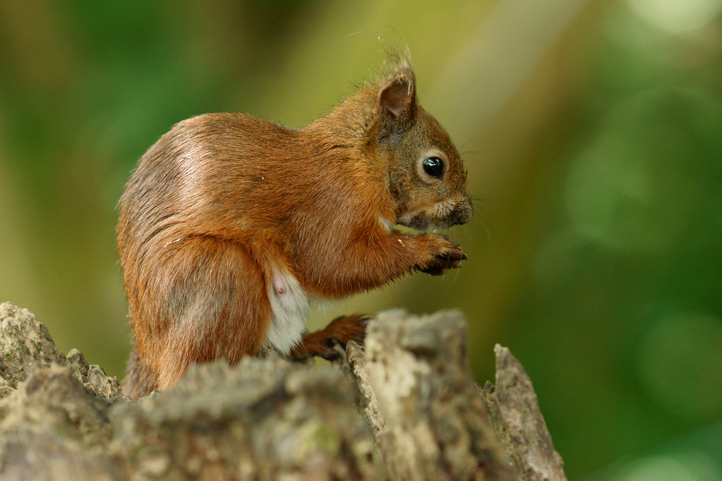The Industrious Squirrel: Hyperactive Hoarders (Image Credits: Flickr)