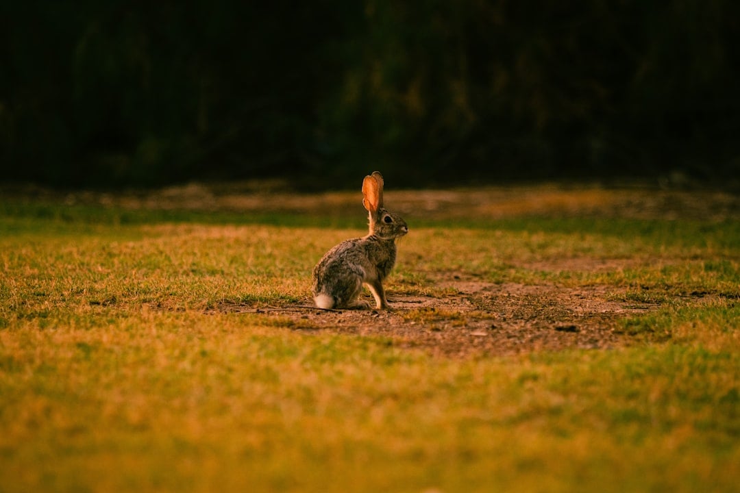 The Twilight Rabbit: Dawn and Dusk Dancers (Image Credits: Unsplash)