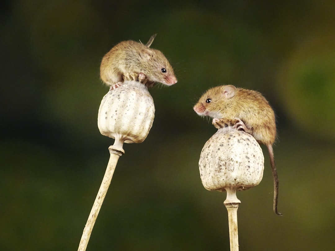 The Social Mouse: Community-Oriented Survivors (Image Credits: Unsplash)