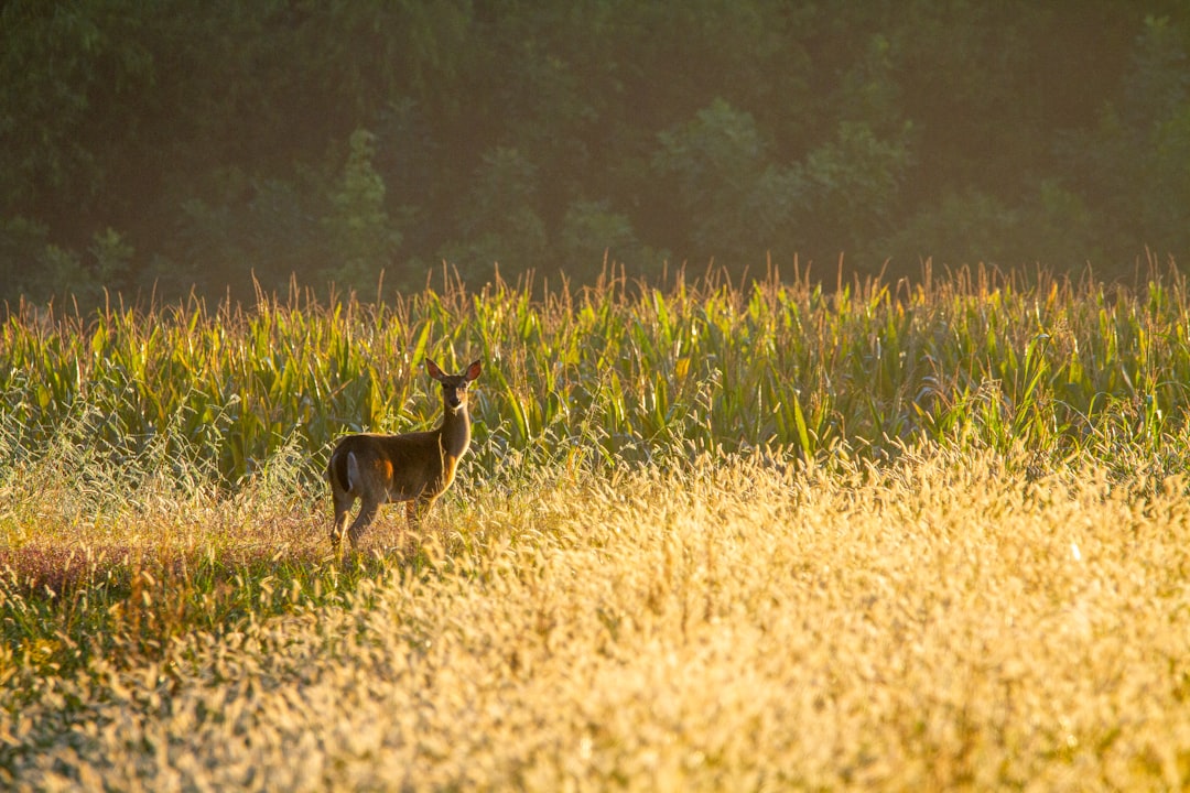The Adaptable Deer: Environmental Respondents (Image Credits: Unsplash)