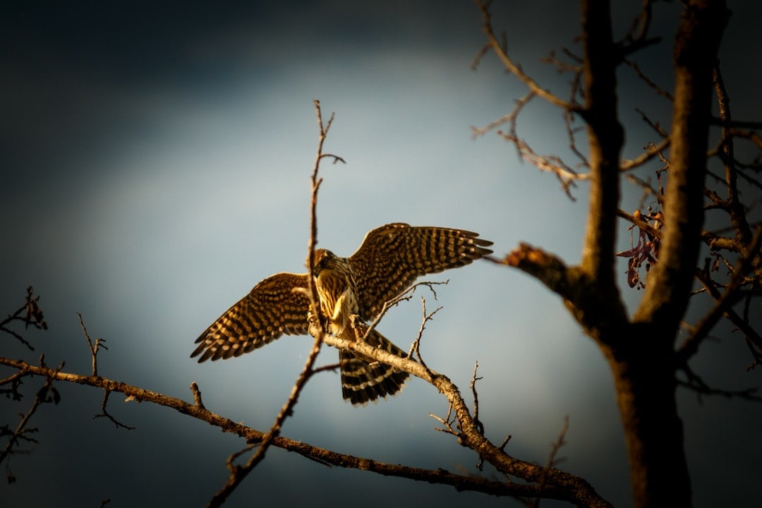 The Strategic Hawk: Precision Hunters (Image Credits: Unsplash)