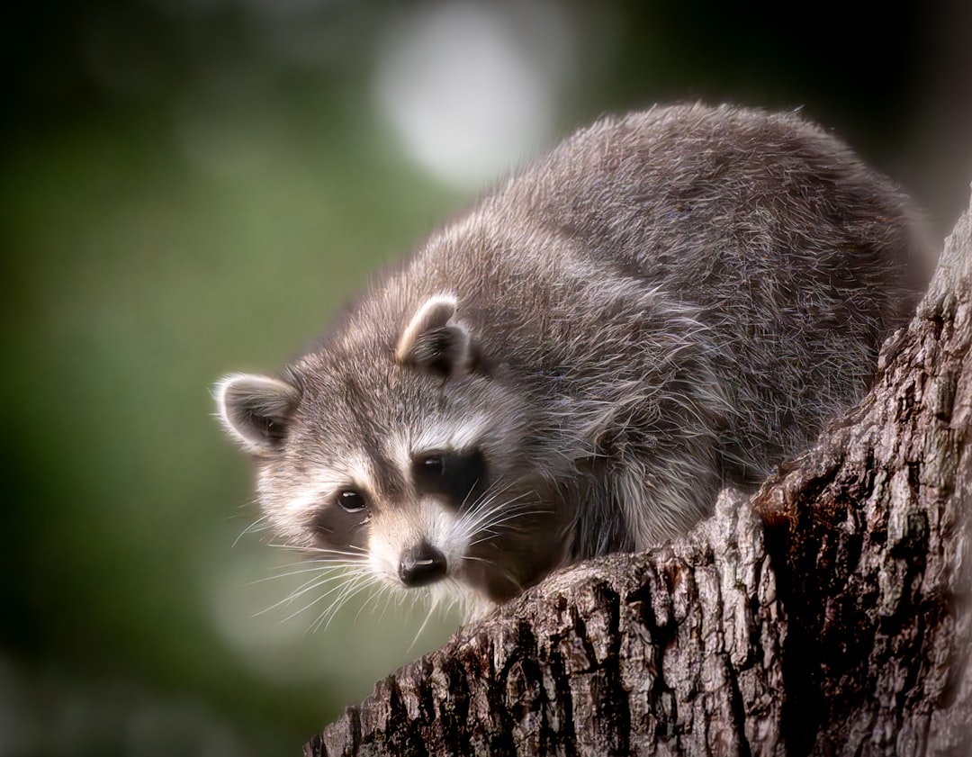 The Mysterious Raccoon: Nocturnal Problem Solvers (Image Credits: Unsplash)