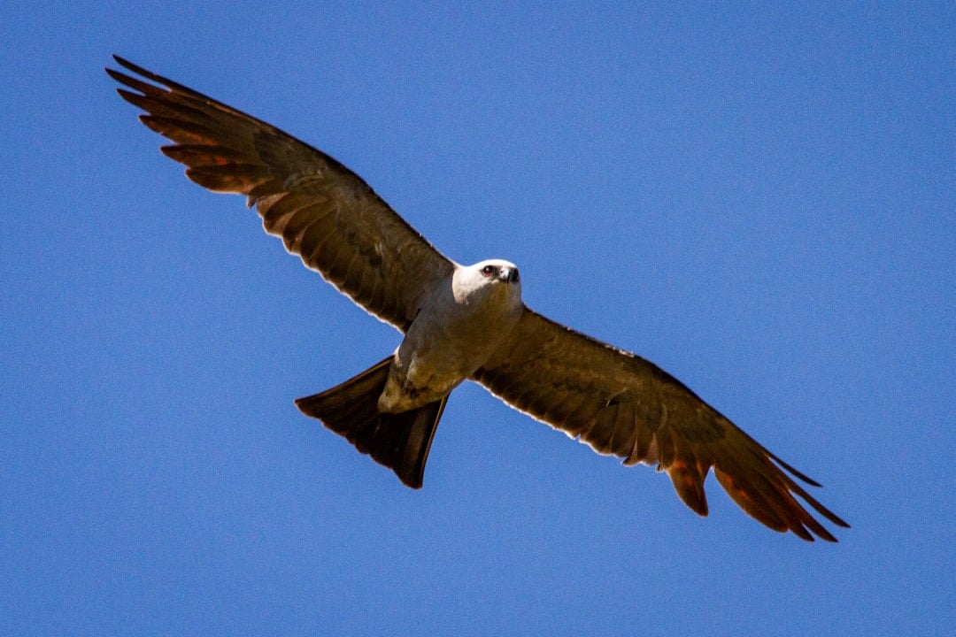 Aries: The Fierce Falcon (Image Credits: Unsplash)